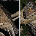 Rufous Owl male (left) and female (right) アカチャアオバズク<br />Canon EOS 7DMK2 + EF300 F2.8L III + EF1.4xII